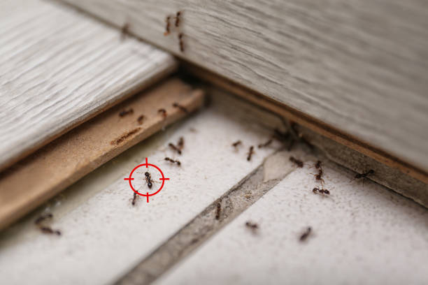Best Mosquito Control Services  in Colonial Rk, PA